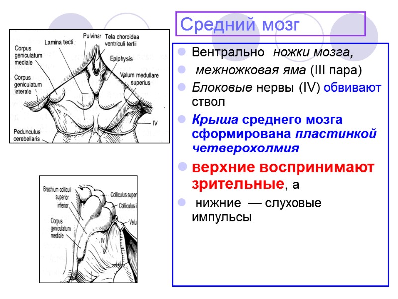 Средний мозг Вентрально  ножки мозга,   межножковая яма (III пара) Блоковые нервы